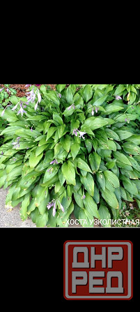 Хоста узколистая Донецк - изображение 1