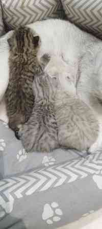 Продам котят британской серебристой шиншиллы. Донецк