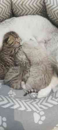 Продам котят британской серебристой шиншиллы. Донецк