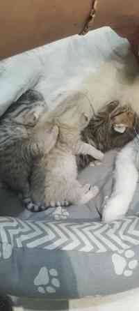 Продам котят британской серебристой шиншиллы. Донецк