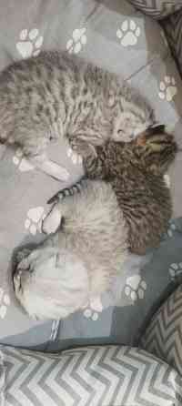 Продам котят британской серебристой шиншиллы. Донецк