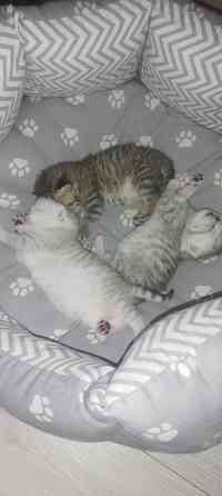 Продам котят британской серебристой шиншиллы. Донецк