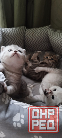 Продам котят. Донецк - изображение 2