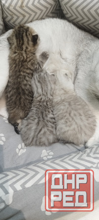 Продам котят британской серебристой шиншиллы. Донецк - изображение 4