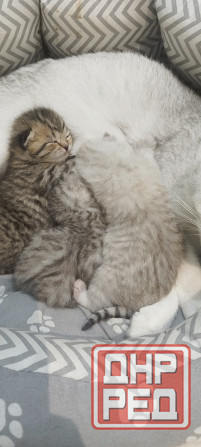 Продам котят британской серебристой шиншиллы. Донецк - изображение 2