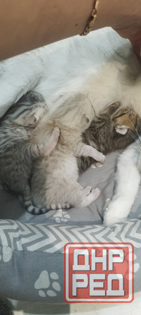 Продам котят британской серебристой шиншиллы. Донецк - изображение 3