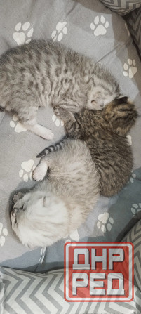 Продам котят британской серебристой шиншиллы. Донецк - изображение 1