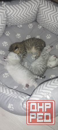 Продам котят британской серебристой шиншиллы. Донецк - изображение 5