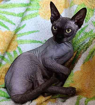Вязка кошечек. Канадский сфинкс Макеевка