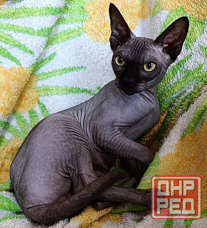 Вязка кошечек. Канадский сфинкс Макеевка - изображение 1