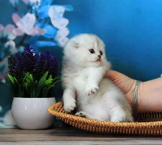 Шотландская вислоухая - серебристая шиншилла, девочка Макеевка