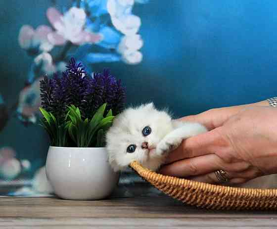 Шотландская вислоухая - серебристая шиншилла, девочка Макеевка