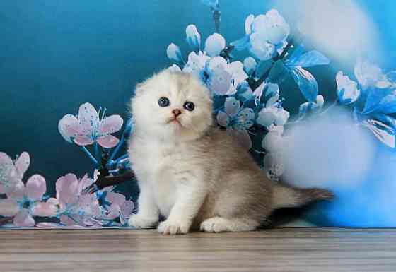 Шотландская вислоухая - серебристая шиншилла, девочка Макеевка