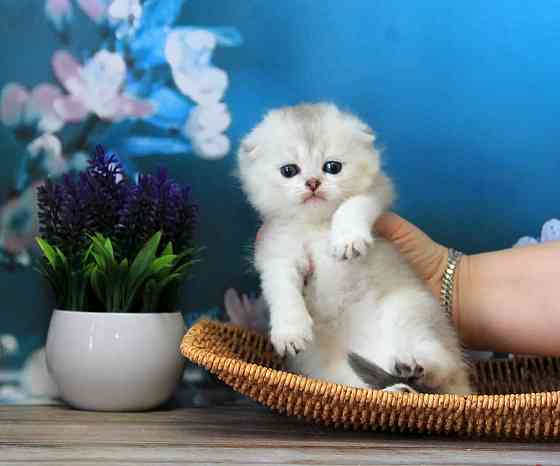 Шотландская вислоухая - серебристая шиншилла, девочка Макеевка