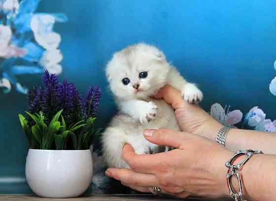 Шотландская вислоухая - серебристая шиншилла, девочка Макеевка