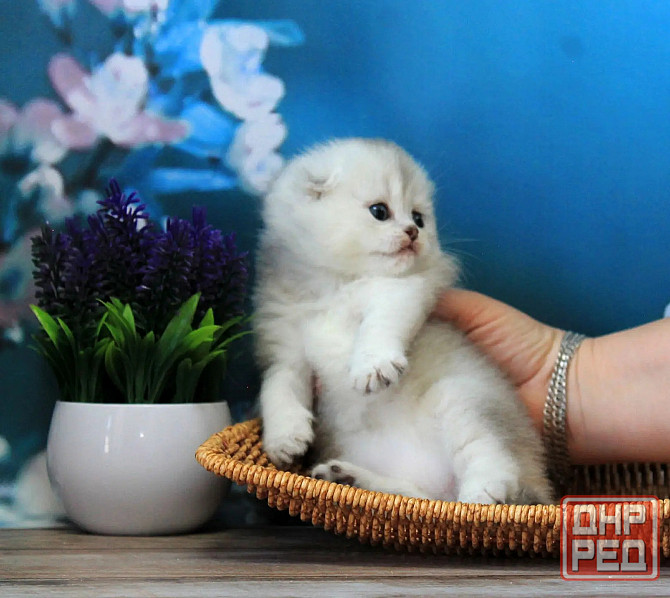 Шотландская вислоухая - серебристая шиншилла, девочка Макеевка - изображение 4