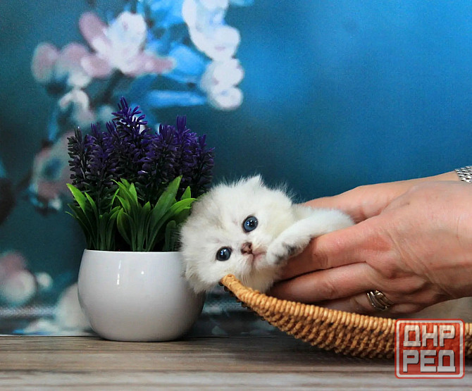 Шотландская вислоухая - серебристая шиншилла, девочка Макеевка - изображение 5