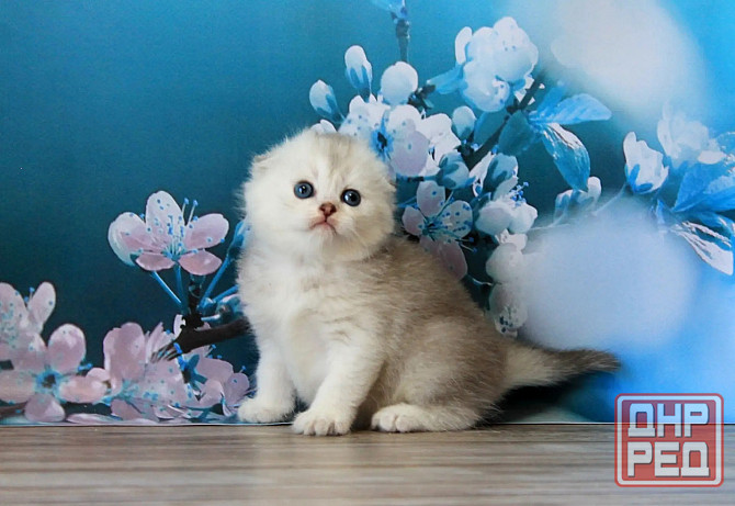 Шотландская вислоухая - серебристая шиншилла, девочка Макеевка - изображение 1