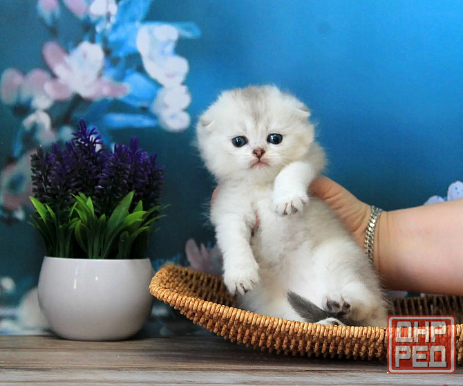 Шотландская вислоухая - серебристая шиншилла, девочка Макеевка - изображение 3