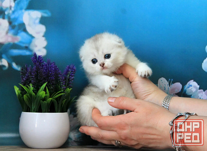 Шотландская вислоухая - серебристая шиншилла, девочка Макеевка - изображение 2