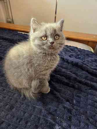 Вислоухие/прямоухие чистокровные шотландцы Донецк