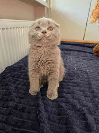 Вислоухие/прямоухие чистокровные шотландцы Донецк