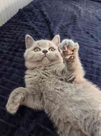 Вислоухие/прямоухие чистокровные шотландцы Донецк