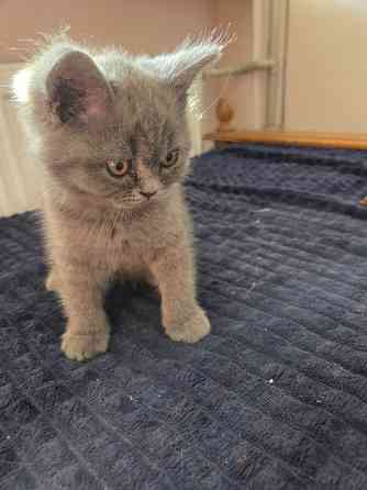 Вислоухие/прямоухие чистокровные шотландцы Донецк