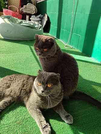 Вислоухие/прямоухие чистокровные шотландцы Донецк