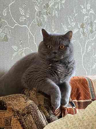 Вислоухие/прямоухие чистокровные шотландцы Донецк