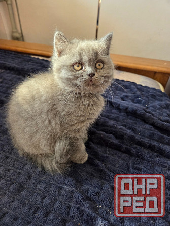 Вислоухие/прямоухие чистокровные шотландцы Донецк - изображение 2