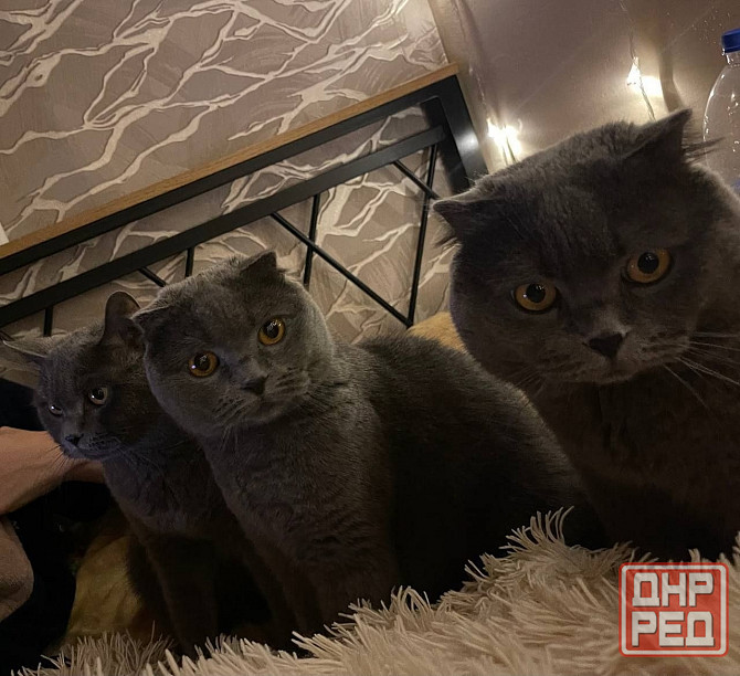 Вислоухие/прямоухие чистокровные шотландцы Донецк - изображение 7