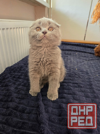 Вислоухие/прямоухие чистокровные шотландцы Донецк - изображение 1