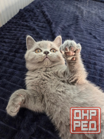 Вислоухие/прямоухие чистокровные шотландцы Донецк - изображение 3