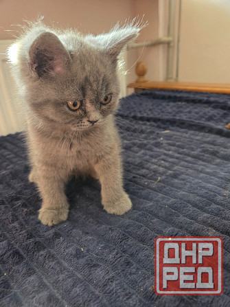 Вислоухие/прямоухие чистокровные шотландцы Донецк - изображение 4