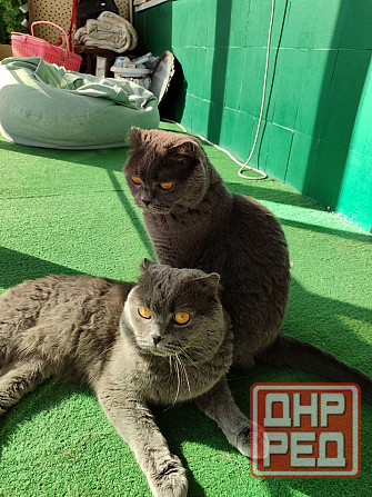 Вислоухие/прямоухие чистокровные шотландцы Донецк - изображение 5