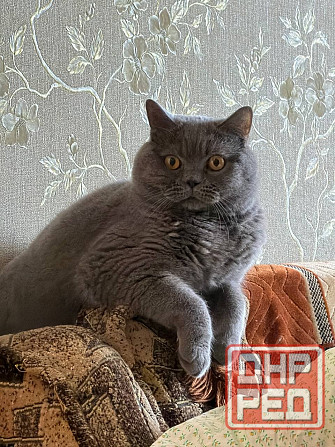 Вислоухие/прямоухие чистокровные шотландцы Донецк - изображение 6