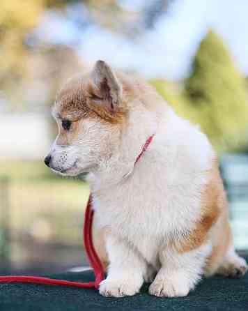 Продается девочка вельш корги пемброк пэткласс Донецк