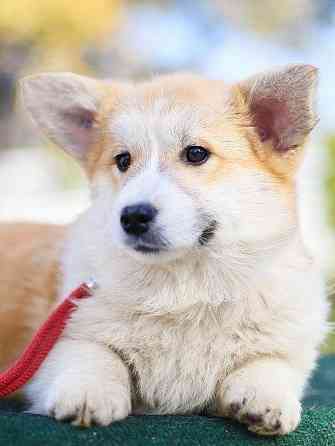 Продается девочка вельш корги пемброк пэткласс Донецк