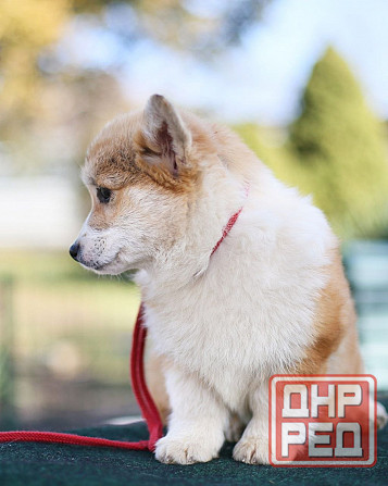 Продается девочка вельш корги пемброк пэткласс Донецк - изображение 3