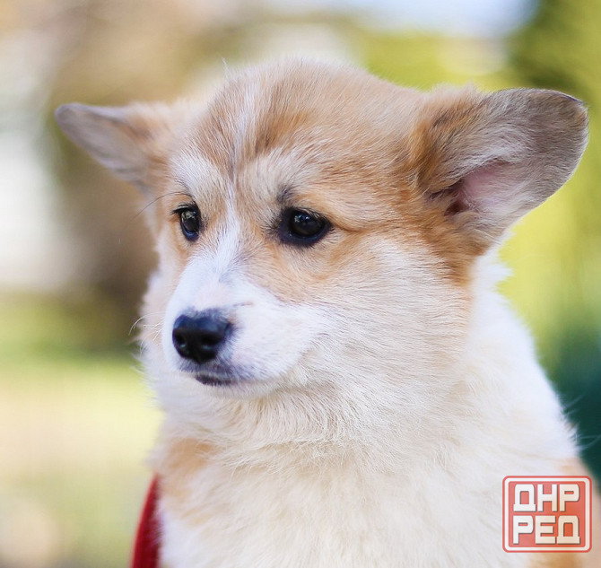 Продается девочка вельш корги пемброк пэткласс Донецк - изображение 1