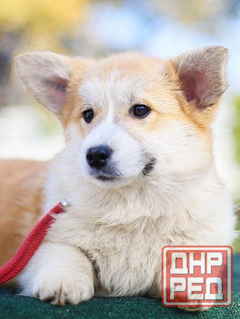 Продается девочка вельш корги пемброк пэткласс Донецк - изображение 2