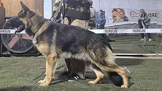 Продам щенков немецкой овчарки Торез