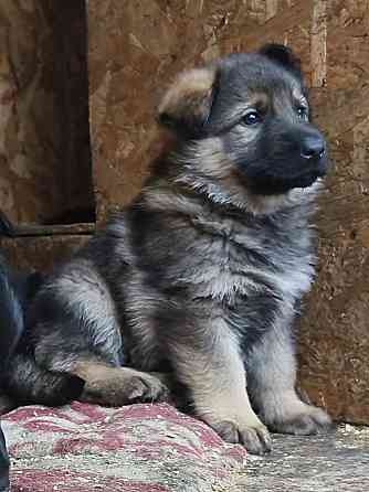 Продам щенков немецкой овчарки Торез