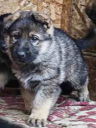 Продам щенков немецкой овчарки Торез