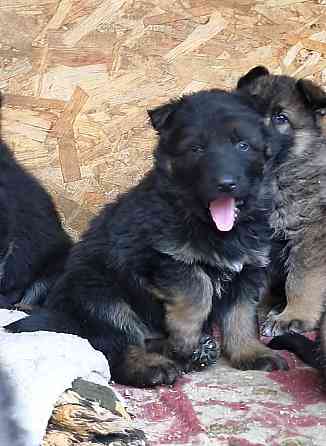 Продам щенков немецкой овчарки Торез