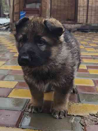 Продам щенков немецкой овчарки Торез