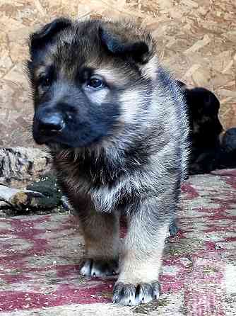 Продам щенков немецкой овчарки Торез