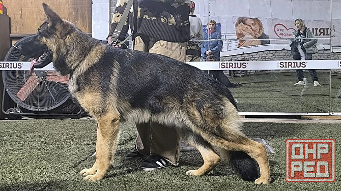 Продам щенков немецкой овчарки Торез - изображение 5