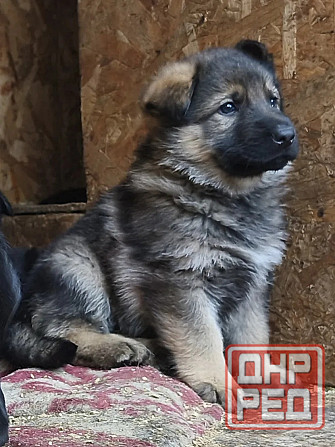 Продам щенков немецкой овчарки Торез - изображение 6